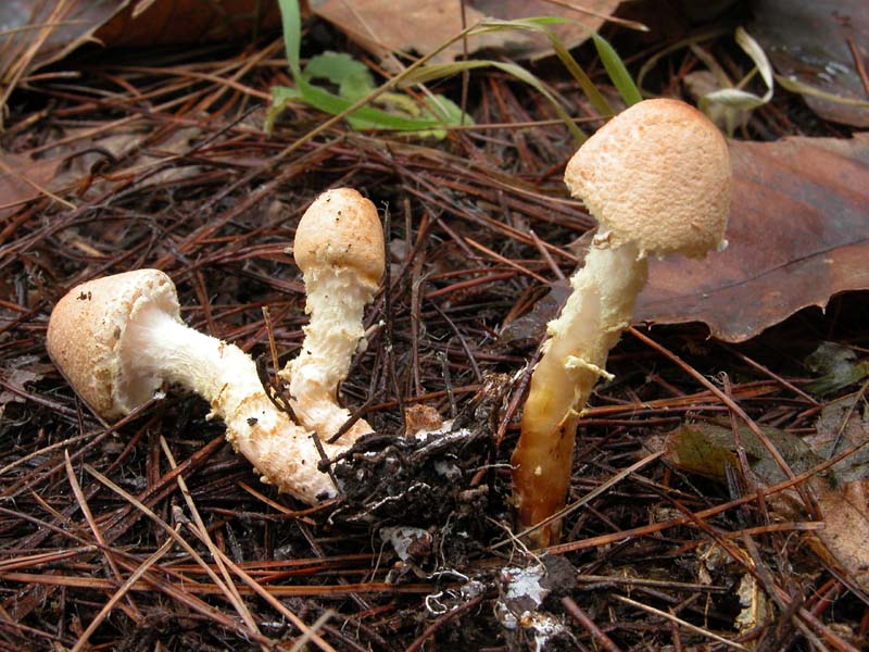 Lepiota magnispora